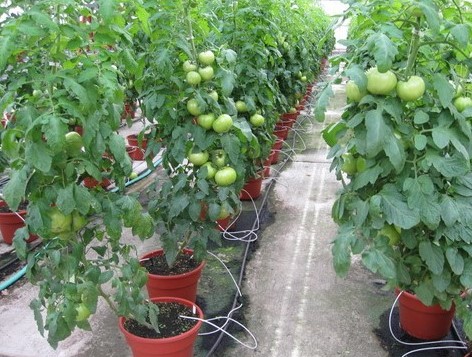 Plants